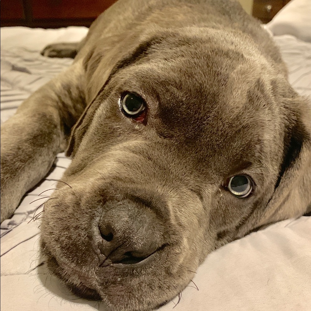 Meet your Posher, Leigh ann